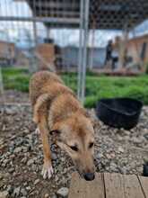 CODITZA, Hund, Mischlingshund in Rumänien - Bild 6