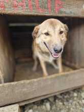 CODITZA, Hund, Mischlingshund in Rumänien - Bild 7