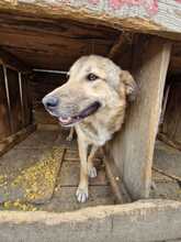 CODITZA, Hund, Mischlingshund in Rumänien - Bild 8