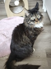 CHRISTIE, Katze, Maine Coon in Gosen-Neu Zittau - Bild 1