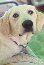 BIANCA, Hund, Mischlingshund in Italien - Bild 1