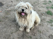 MIDAS, Hund, Mischlingshund in Rumänien - Bild 1