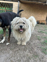MIDAS, Hund, Mischlingshund in Rumänien - Bild 2