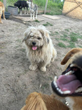 MIDAS, Hund, Mischlingshund in Rumänien - Bild 5