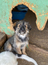 JOSEFINE, Hund, Mischlingshund in Rumänien - Bild 1