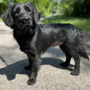 TALIA, Hund, Mischlingshund in Slowakische Republik - Bild 1