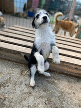 LUCIA, Hund, Mischlingshund in Rumänien - Bild 1