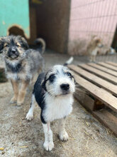 LUCIA, Hund, Mischlingshund in Rumänien - Bild 10