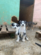 LUCIA, Hund, Mischlingshund in Rumänien - Bild 2
