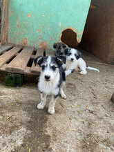 LUCIA, Hund, Mischlingshund in Rumänien - Bild 3