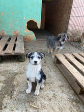 LUCIA, Hund, Mischlingshund in Rumänien - Bild 5