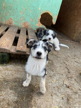 LUCIA, Hund, Mischlingshund in Rumänien - Bild 6