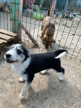 LUCIA, Hund, Mischlingshund in Rumänien - Bild 7