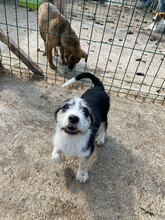 LUCIA, Hund, Mischlingshund in Rumänien - Bild 8
