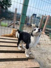 LUCIA, Hund, Mischlingshund in Rumänien - Bild 9