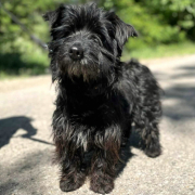 ROBI, Hund, Mischlingshund in Slowakische Republik - Bild 1