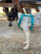 ALLI, Hund, Bodeguero-Mix in Spanien - Bild 1