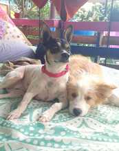 ALLI, Hund, Bodeguero-Mix in Spanien - Bild 3