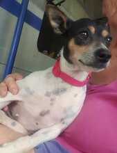 ALLI, Hund, Bodeguero-Mix in Spanien - Bild 4