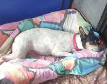 ALLI, Hund, Bodeguero-Mix in Spanien - Bild 5