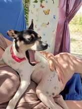 ALLI, Hund, Bodeguero-Mix in Spanien - Bild 6