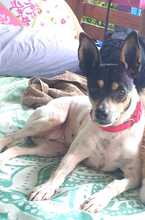 ALLI, Hund, Bodeguero Andaluz-Mix in Spanien