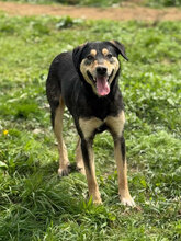 ADRIANA, Hund, Mischlingshund in Rumänien - Bild 1
