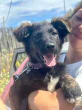 COOKIE, Hund, Mischlingshund in Spanien - Bild 1