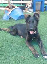 COOKIE, Hund, Mischlingshund in Spanien - Bild 2