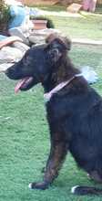 COOKIE, Hund, Mischlingshund in Spanien - Bild 3