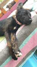 COOKIE, Hund, Mischlingshund in Spanien - Bild 4