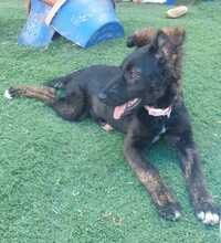 COOKIE, Hund, Mischlingshund in Spanien - Bild 5