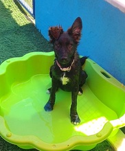 COOKIE, Hund, Mischlingshund in Spanien - Bild 6