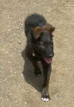 COOKIE, Hund, Mischlingshund in Spanien - Bild 8