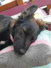 COOKIE, Hund, Mischlingshund in Spanien - Bild 9