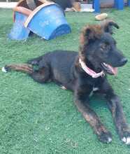 COOKIE, Hund, Mischlingshund in Hohenhameln - Bild 7