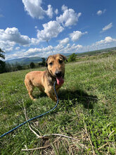 LENNY, Hund, Mischlingshund in Rumänien - Bild 1