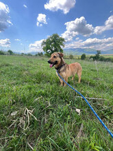 LENNY, Hund, Mischlingshund in Rumänien - Bild 8