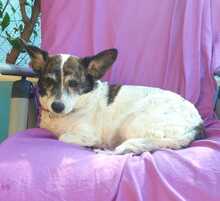 SAMIRA, Hund, Corgi-Mix in Spanien