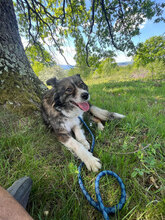 DORO, Hund, Mischlingshund in Rumänien - Bild 1