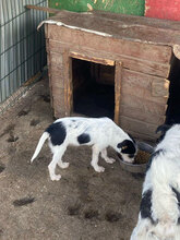 JANE, Hund, Mischlingshund in Rumänien - Bild 3