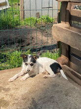 JANE, Hund, Mischlingshund in Rumänien - Bild 5
