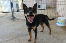 JUANITA, Hund, Pinscher-Mix in Spanien - Bild 1