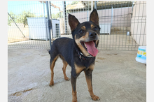JUANITA, Hund, Pinscher-Mix in Spanien - Bild 2