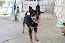 JUANITA, Hund, Pinscher-Mix in Spanien - Bild 3