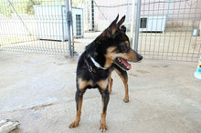 JUANITA, Hund, Pinscher-Mix in Spanien - Bild 4