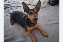 KIKO, Hund, Pinscher-Mix in Hanau - Bild 1