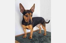 KIKO, Hund, Pinscher-Mix in Hanau - Bild 2