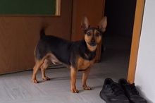 KIKO, Hund, Pinscher-Mix in Hanau - Bild 3