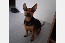 KIKO, Hund, Pinscher-Mix in Hanau - Bild 4